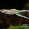 Viena Emerald Double Sword Guppy, Poecilia Reticulata 2 Viena Emerald Double Sword Guppy, Poecilia Reticulata -Aquariumladen = das Beste. Poecilia reticulata Viena Emerald Double Sword 3