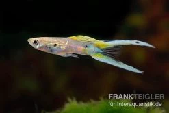 Viena Emerald Double Sword Guppy, Poecilia Reticulata