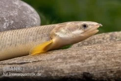 Pollis Flösselhecht, Polypterus Polli