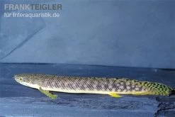Pollis Flösselhecht, Polypterus Polli -Aquariumladen = das Beste. Pollis Floesselhecht Polypterus polli