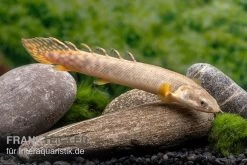 Pollis Flösselhecht, Polypterus Polli -Aquariumladen = das Beste. Pollis Floesselhecht Polypterus polli 3
