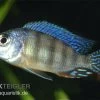 Protomelas Fenestratus -Aquariumladen = das Beste. Protomelas fenestratus