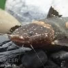 Frosch-Fettwels, Pseudopimelodus Raninus Raninus -Aquariumladen = das Beste. Pseudopimelodus raninus 3