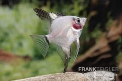 Bulgarian Green Red Cheek Skalar, Pterophyllum Scalare -Aquariumladen = das Beste. Pterophyllum scalare BULGARIAN GREEN RED CHICK