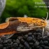 Rautenflecken-Zwergwels, Akysis Portellus -Aquariumladen = das Beste. Rautenflecken Zwergwels Akysis portellus 1