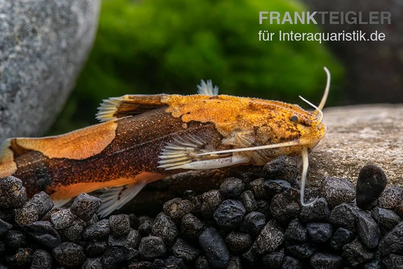 Rautenflecken-Zwergwels, Akysis Portellus 3 Rautenflecken-Zwergwels, Akysis Portellus