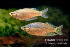 Rawa-Biru-Regenbogenfisch, Melanotaenia Cf. Splendida Rubrostriata "Rawa Biru" , 5 Tiere -Aquariumladen = das Beste. Rawa Biru Regenbogenfisch Melanotaenia cf splendida rubrostriata Rawa Biru 2
