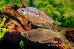 Rawa-Biru-Regenbogenfisch, Melanotaenia Cf. Splendida Rubrostriata "Rawa Biru" , 5 Tiere -Aquariumladen = das Beste. Rawa Biru Regenbogenfisch Melanotaenia cf splendida rubrostriata Rawa Biru 3