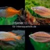 Regenbogenfisch-Mix, 5 Tiere -Aquariumladen = das Beste. Regenbogen Mix