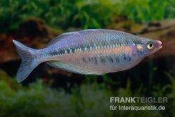Gestreifter Regenbogenfisch, Chilatherina Fasciata, 5 Tiere 5 Gestreifter Regenbogenfisch, Chilatherina Fasciata, 5 Tiere -Aquariumladen = das Beste. Regenbogenfisch Chilatherina fasciata