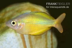 Lake Tebera Regenbogenfisch, Melanotaenia Herbertaxelrodi -Aquariumladen = das Beste. Regenbogenfisch Melanotaenia herbertaxelrodi