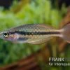 Lake Tebera Regenbogenfisch, Melanotaenia Herbertaxelrodi -Aquariumladen = das Beste. Regenbogenfisch Melanotaenia herbertaxelrodi neu