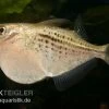 Riesenbeilbauchsalmler, Gasteropelecus Maculatus -Aquariumladen = das Beste. Riesenbeilbauchsalmler Gasteropelecus maculatus