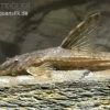 Schokoladenbrauner Hexenwels, Rineloricaria Lanceolata, 5-9 Cm -Aquariumladen = das Beste. Rineloricaria lanceolata SCHOKO