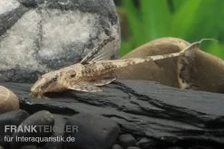 Schokoladenbrauner Hexenwels, Rineloricaria Lanceolata, 5-9 Cm -Aquariumladen = das Beste. Rineloricaria lanceolata Schoko 1