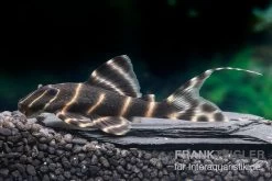 Ringelsocken-Harnischwels, L204, Panaqolus Albivermis "Flash Pleco" 4-5 Cm -Aquariumladen = das Beste. Ringelsocken Harnischwels L204 Panaqolus albivermis Flash Pleco neu 1