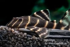 Ringelsocken-Harnischwels, L204, Panaqolus Albivermis "Flash Pleco" 4-5 Cm -Aquariumladen = das Beste. Ringelsocken Harnischwels L204 Panaqolus albivermis Flash Pleco neu 3