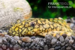 Rio-Itenez-Wels, L - 519 Ancistrus Sp. "Rio Itenez" -Aquariumladen = das Beste. Rio Itenez Wels L 519 Ancistrus sp Rio Itenez 2