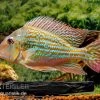 Rio-Negro-Erdfresser, Geophagus Winemilleri 2 Rio-Negro-Erdfresser, Geophagus Winemilleri -Aquariumladen = das Beste. Rio Negro Erdfresser Geophagus winemilleri neu 1