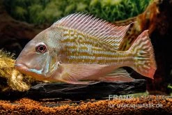 Rio-Negro-Erdfresser, Geophagus Winemilleri 7 Rio-Negro-Erdfresser, Geophagus Winemilleri -Aquariumladen = das Beste. Rio Negro Erdfresser Geophagus winemilleri neu 3