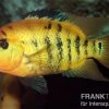 Roter Ecuadorbuntbarsch, Cichlasoma Festae -Aquariumladen = das Beste. Roter Ecuadorbuntbarsch Cichlasoma festae