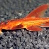 Roter Hexenwels, Rineloricaria Spec. -Aquariumladen = das Beste. Roter Hexenwels Rineloricaria spec red