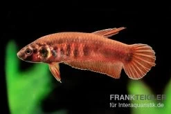 Roter Kampffisch, Betta Rubra