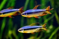 Roter Kongosalmler, Alestopetersius Brichardi