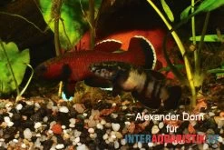 Roter Laubkampffisch, Betta Channoides -Aquariumladen = das Beste. Roter Laubkampffisch Betta channoides 2
