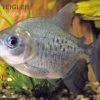Roter Pacu, Colossoma Brachypomum -Aquariumladen = das Beste. Roter Pacu Colossoma brachypomum