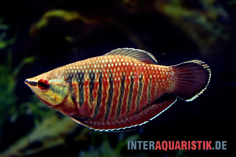 Roter Schokoladengurami, Sphaerichthys Vaillanti 3 Roter Schokoladengurami, Sphaerichthys Vaillanti