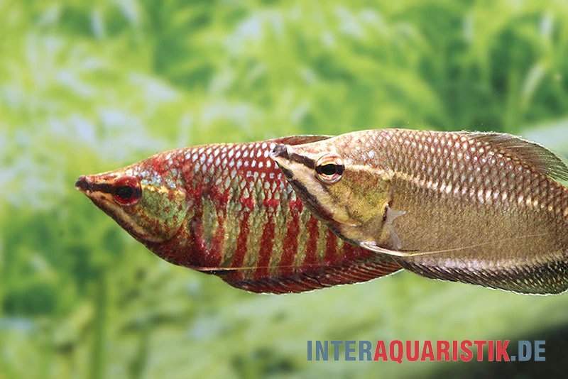 Roter Schokoladengurami, Sphaerichthys Vaillanti 4 Roter Schokoladengurami, Sphaerichthys Vaillanti – Bild 2