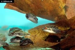 Kammkugelfisch, Carinotetraodon Irrubesco (Rotschwanzkugelfisch) 8 Kammkugelfisch, Carinotetraodon Irrubesco (Rotschwanzkugelfisch) -Aquariumladen = das Beste. Rotschwanzkugelfisch Carinotetraodon irrubesco 2