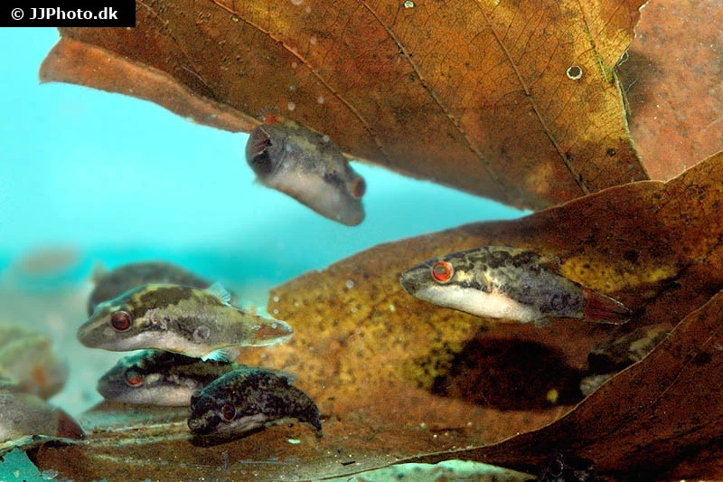 Kammkugelfisch, Carinotetraodon Irrubesco (Rotschwanzkugelfisch) 5 Kammkugelfisch, Carinotetraodon Irrubesco (Rotschwanzkugelfisch) – Bild 3