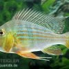 Rotstreifen-Erdfresser, Geophagus Surinamensis -Aquariumladen = das Beste. Rotstreifen Erdfresser Geophagus surinamensis
