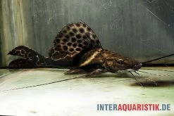 Sailfin Pim, Leiarius Pictus