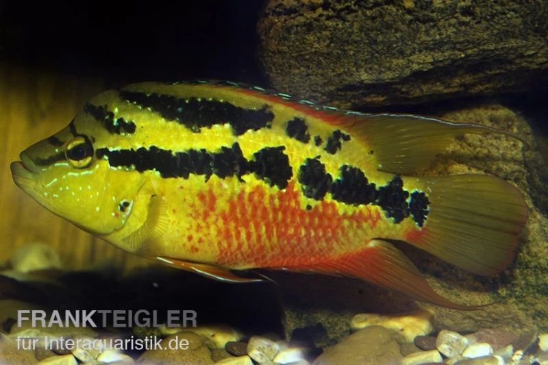 Salvins Buntbarsch, Cichlasoma Salvini, DNZ 3 Salvins Buntbarsch, Cichlasoma Salvini, DNZ