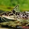 Scherenschwanz-Fiederbartwels, Synodontis Soloni 1 Scherenschwanz-Fiederbartwels, Synodontis Soloni -Aquariumladen = das Beste. Scherenschwanz Fiederbartwels Synodontis soloni 1