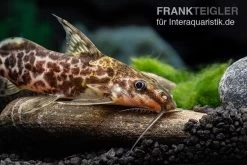 Scherenschwanz-Fiederbartwels, Synodontis Soloni -Aquariumladen = das Beste. Scherenschwanz Fiederbartwels Synodontis soloni 3 jpg