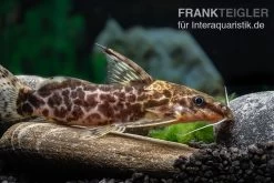 Scherenschwanz-Fiederbartwels, Synodontis Soloni -Aquariumladen = das Beste. Scherenschwanz Fiederbartwels Synodontis soloni 4 jpg