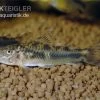 Schmerlenpanzerwels, Aspidoras Sp. C125, DNZ 2 Schmerlenpanzerwels, Aspidoras Sp. C125, DNZ -Aquariumladen = das Beste. Schmerlenpanzerwels Aspidoras sp C125
