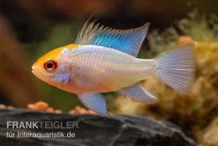 Schmetterlingsbuntbarsch Neonblau Goldkopf, Mikrogeophagus Ramirezi -Aquariumladen = das Beste. Schmetterlingsbuntbarsch Neonblau Goldkopf Mikrogeophagus ramirezi 2