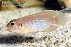 Schneckenbuntbarsch Gold, Lamprologus Ocellatus, DNZ -Aquariumladen = das Beste. Schneckenbuntbarsch gold Lamprologus ocellatus 1