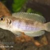 Schneckenbuntbarsch Gold, Lamprologus Ocellatus, DNZ -Aquariumladen = das Beste. Schneckenbuntbarsch gold Lamprologus ocellatus 2