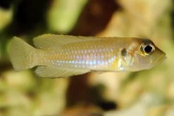 Schneckenbuntbarsch Gold, Lamprologus Ocellatus, DNZ -Aquariumladen = das Beste. Schneckenbuntbarsch gold Lamprologus ocellatus 3