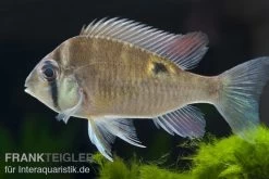 Schwanzstreifenbuntbarsch, Biotodoma Cupido 9 Schwanzstreifenbuntbarsch, Biotodoma Cupido -Aquariumladen = das Beste. Schwanzstreifenbuntbarsch Biotodoma cupido 2