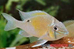 Schwanzstreifenbuntbarsch, Biotodoma Cupido 8 Schwanzstreifenbuntbarsch, Biotodoma Cupido -Aquariumladen = das Beste. Schwanzstreifenbuntbarsch Biotodoma cupido Maennchen 2