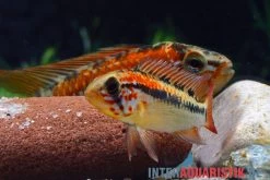 Schwarzkehl-Zwergbuntbarsch, Apistogramma Viejita, Paarweise -Aquariumladen = das Beste. Schwarzkehl Zwergbuntbarsch Apistogramma viejita 3