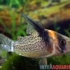 Schwarzsegel-Panzerwels, Corydoras Brevirostris "CW27 High Fin" -Aquariumladen = das Beste. Schwarzsegel Panzerwels Corydoras brevirostris CW27 High Fin 1