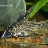 Schabracken-Panzerwels, Scleromystax Barbatus 2 Schabracken-Panzerwels, Scleromystax Barbatus -Aquariumladen = das Beste. Scleromystax barbatus Corydoras barbatus